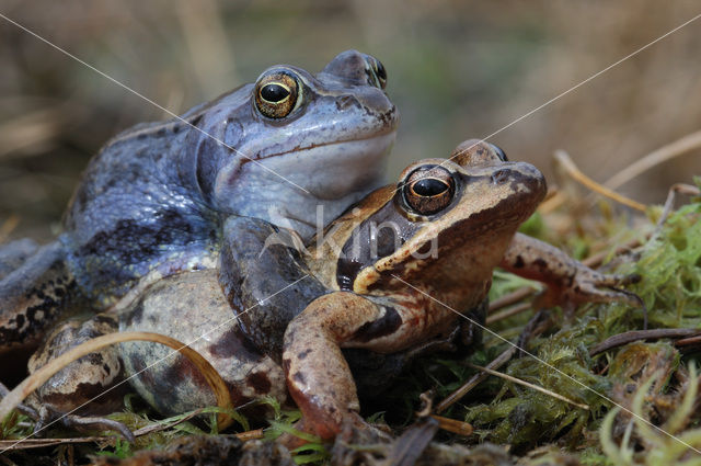 Heikikker (Rana arvalis)