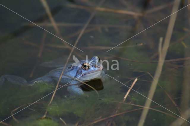 Moor Frog (Rana arvalis)