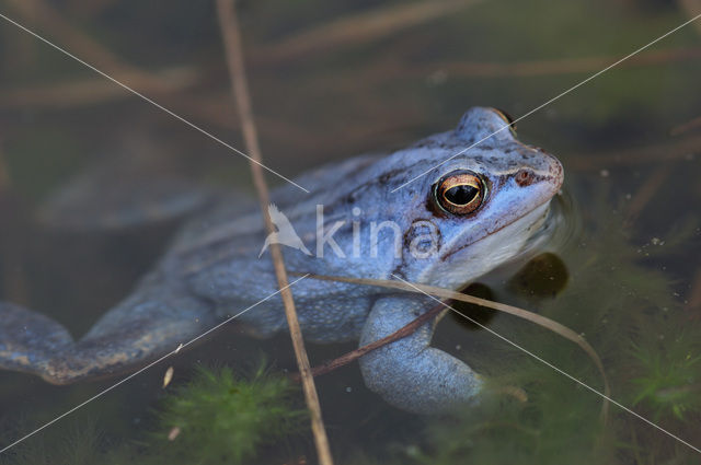 Heikikker (Rana arvalis)