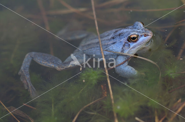 Moor Frog (Rana arvalis)