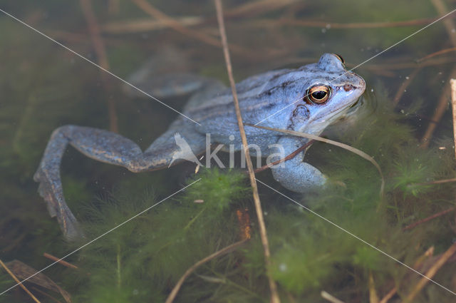 Moor Frog (Rana arvalis)