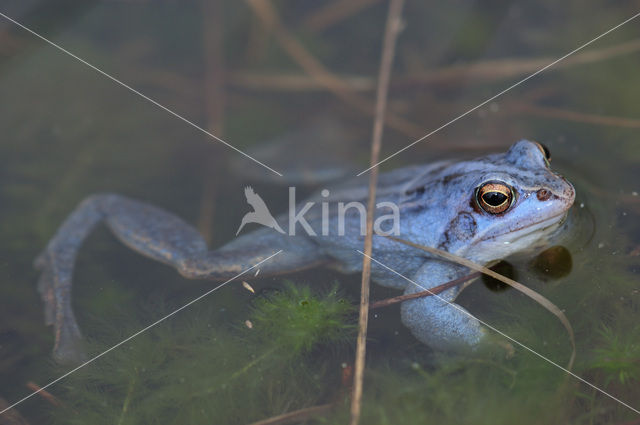 Moor Frog (Rana arvalis)