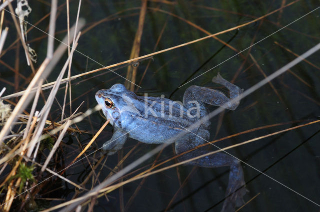 Heikikker (Rana arvalis)