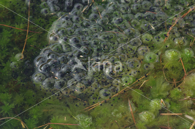 Moor Frog (Rana arvalis)