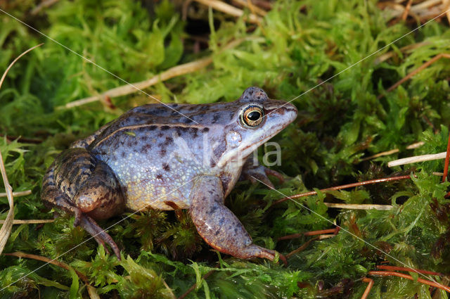 Moor Frog (Rana arvalis)