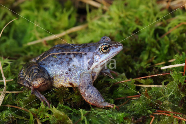 Moor Frog (Rana arvalis)