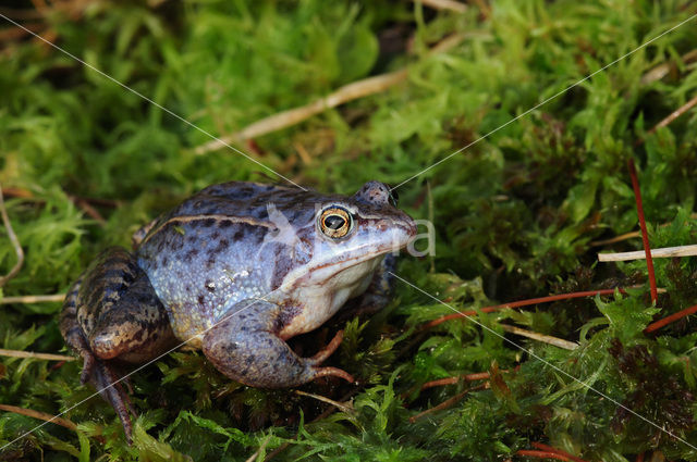 Moor Frog (Rana arvalis)