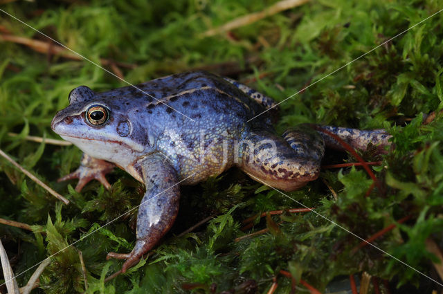 Moor Frog (Rana arvalis)