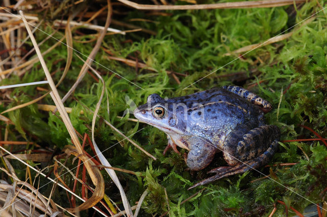 Moor Frog (Rana arvalis)