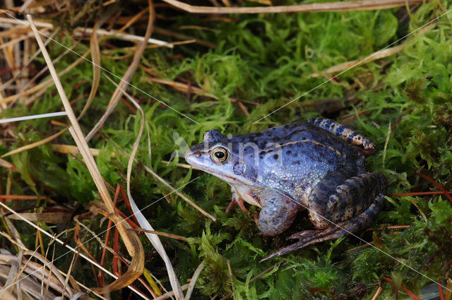 Heikikker (Rana arvalis)