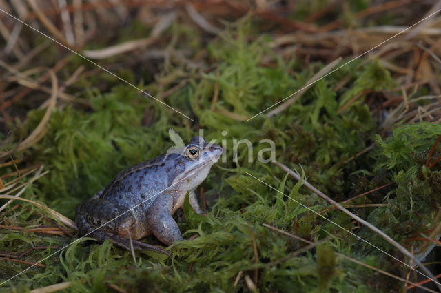 Moor Frog (Rana arvalis)