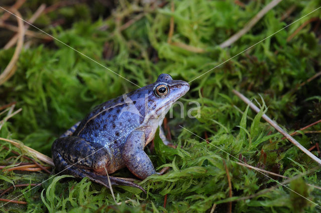 Moor Frog (Rana arvalis)