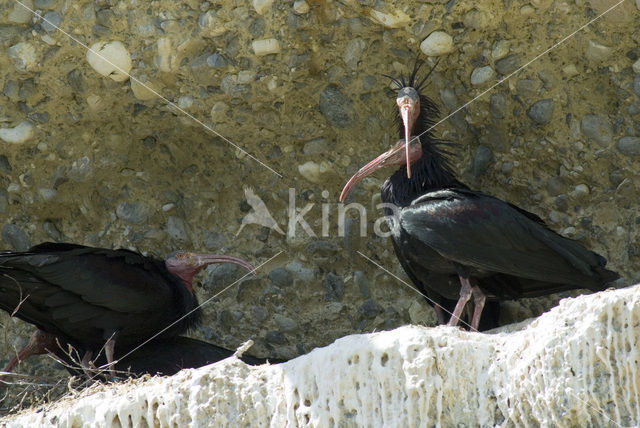 Heremietibis (Geronticus eremita)