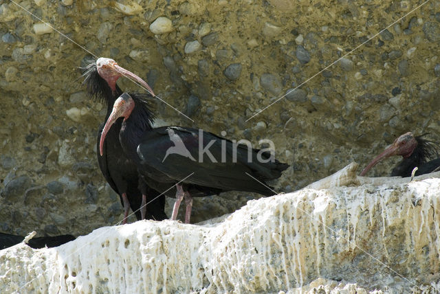 Northern Bald Ibis (Geronticus eremita)