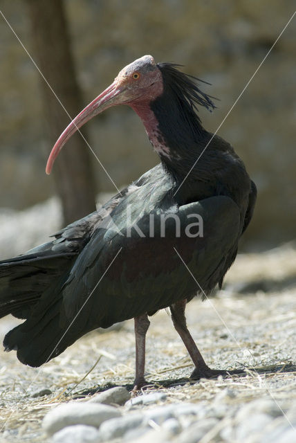 Northern Bald Ibis (Geronticus eremita)
