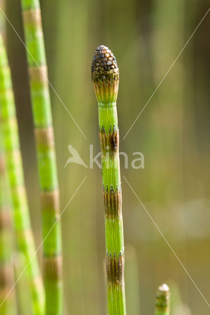 Waterhorsetail (Equisetum fluviatile)