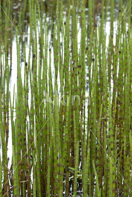 Waterhorsetail (Equisetum fluviatile)