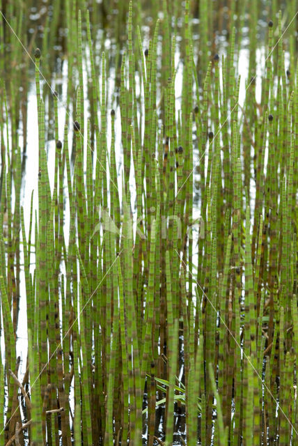 Holpijp (Equisetum fluviatile)