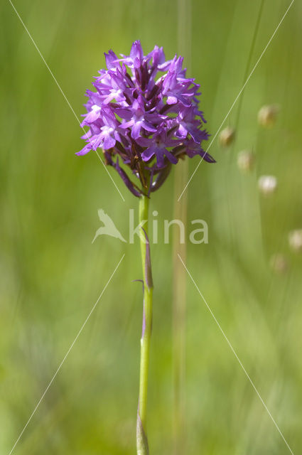 Hondskruid (Anacamptis pyramidalis)