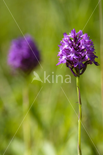 Hondskruid (Anacamptis pyramidalis)