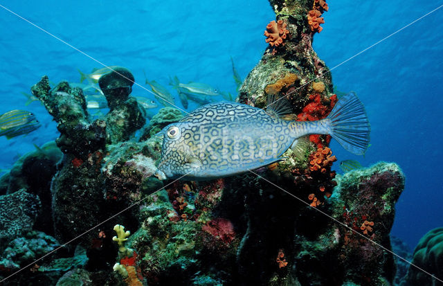 Honeycomb Cowfish (Lactophrys polygonia)