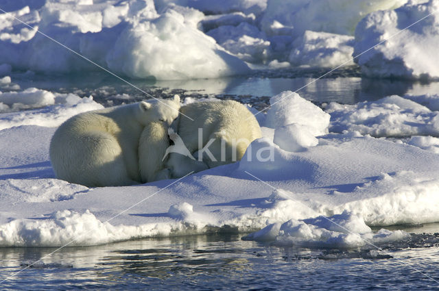 Polar bear (Ursus maritimus)