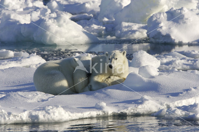 Polar bear (Ursus maritimus)