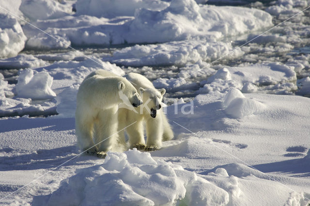 IJsbeer (Ursus maritimus)