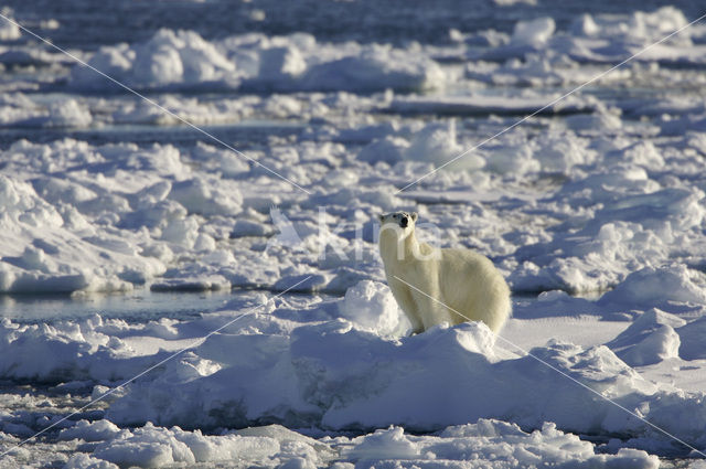 Polar bear (Ursus maritimus)