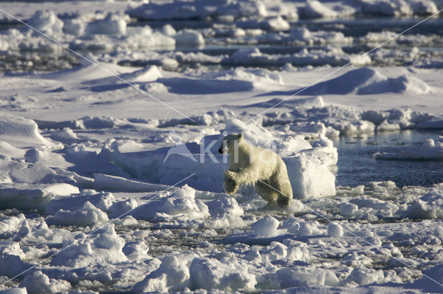 IJsbeer (Ursus maritimus)