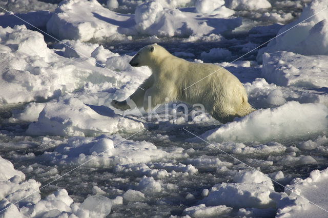 IJsbeer (Ursus maritimus)