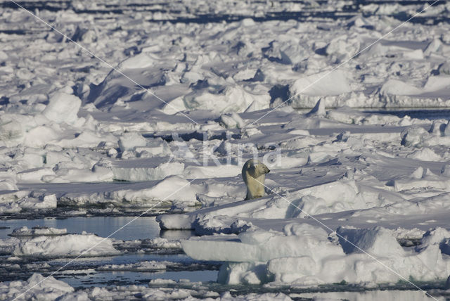 IJsbeer (Ursus maritimus)