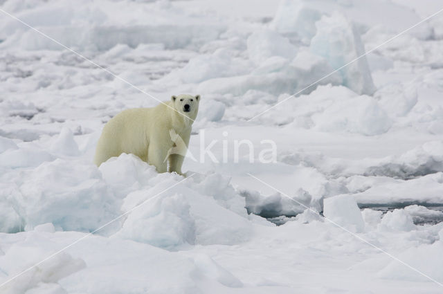 IJsbeer (Ursus maritimus)