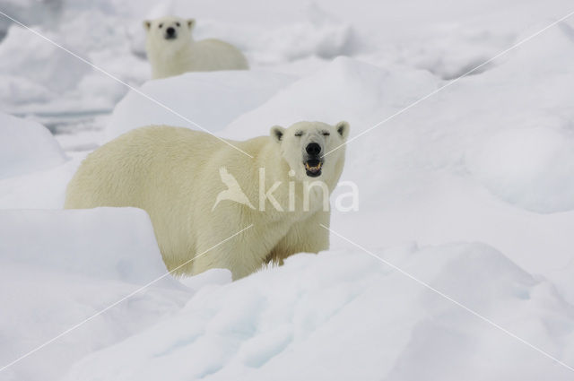Polar bear (Ursus maritimus)