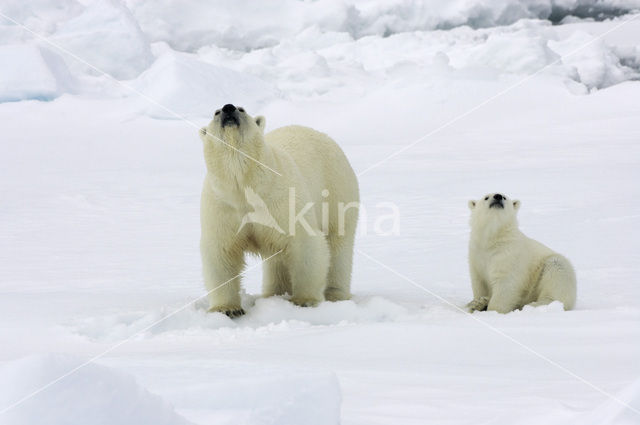 IJsbeer (Ursus maritimus)