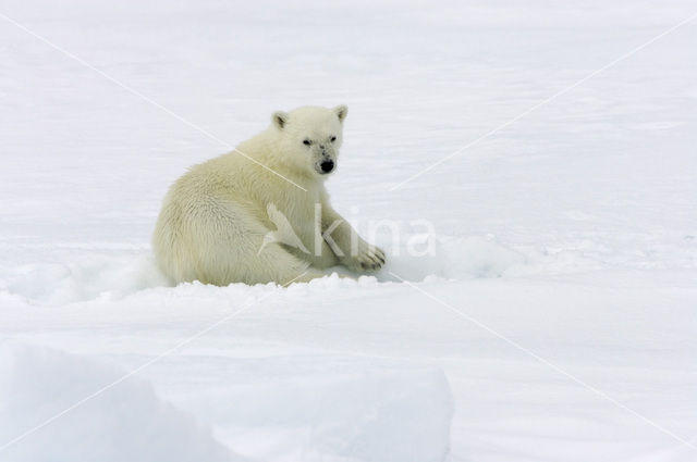 IJsbeer (Ursus maritimus)