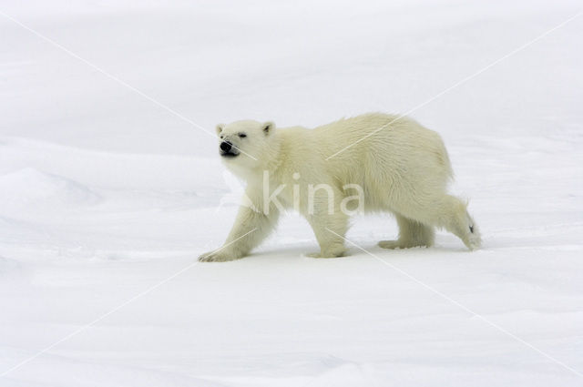 IJsbeer (Ursus maritimus)