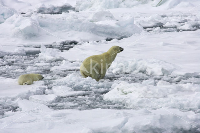 Polar bear (Ursus maritimus)