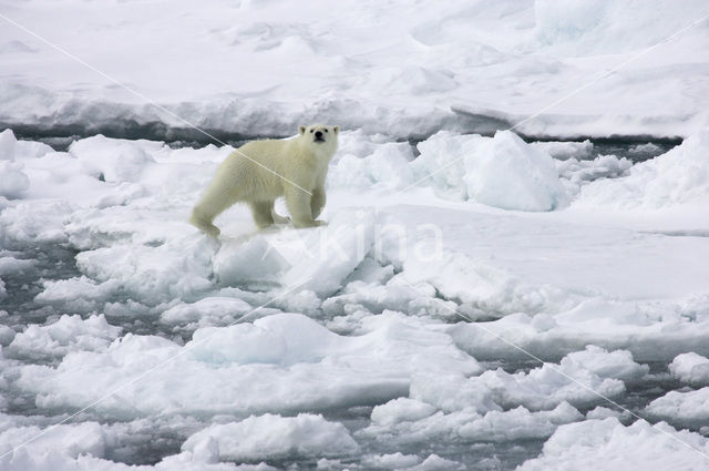 IJsbeer (Ursus maritimus)