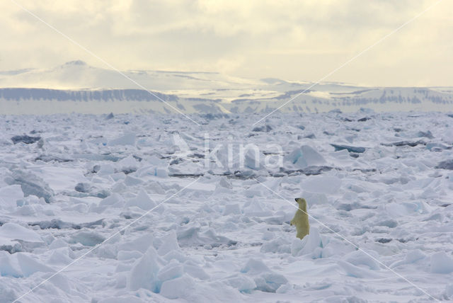 Polar bear (Ursus maritimus)