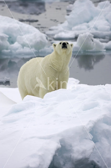 Polar bear (Ursus maritimus)