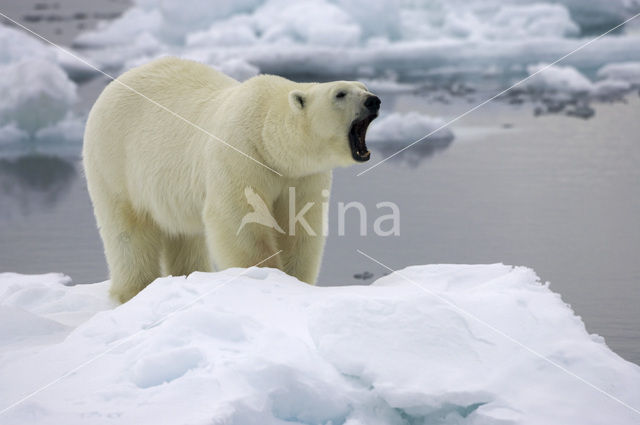 Polar bear (Ursus maritimus)