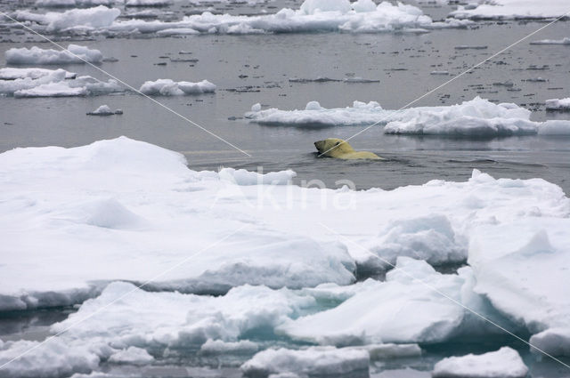 IJsbeer (Ursus maritimus)