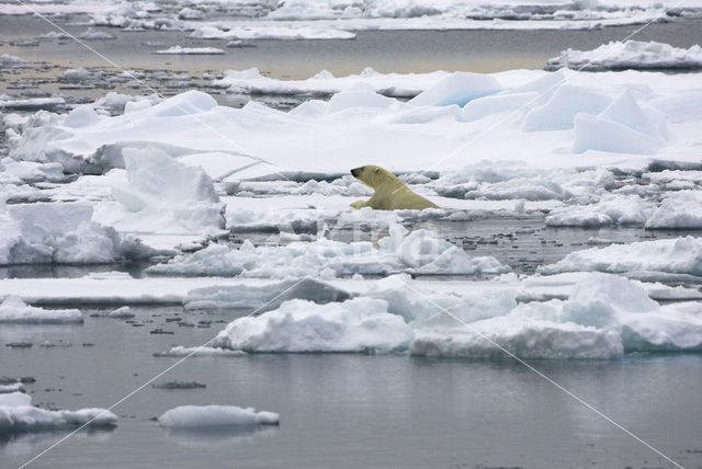 Polar bear (Ursus maritimus)