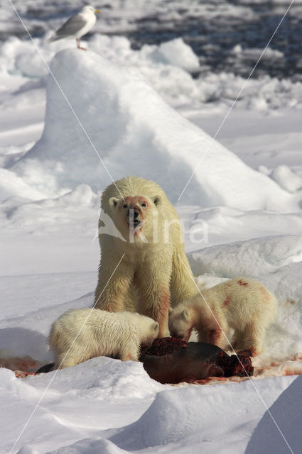 IJsbeer (Ursus maritimus)