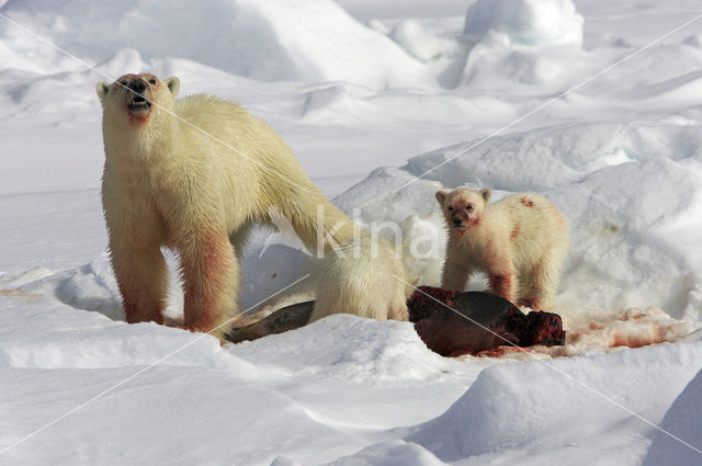 Polar bear (Ursus maritimus)