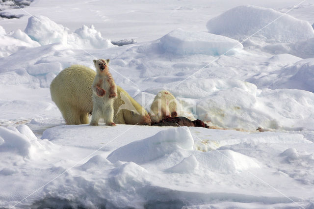 IJsbeer (Ursus maritimus)