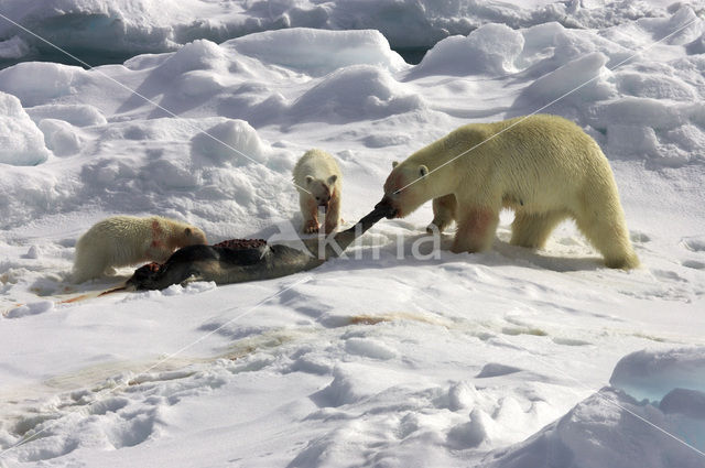 Polar bear (Ursus maritimus)