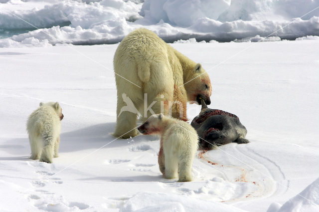 Polar bear (Ursus maritimus)