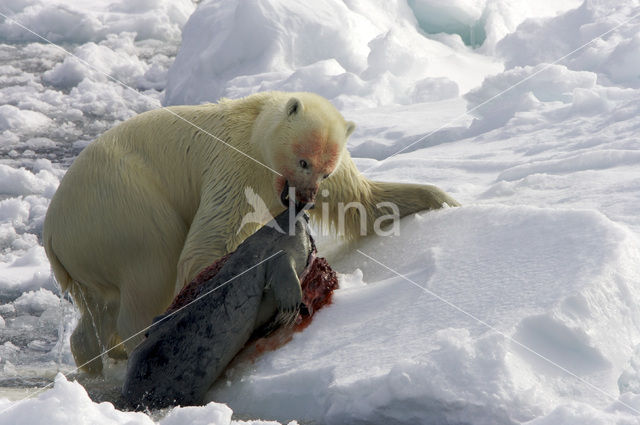 IJsbeer (Ursus maritimus)